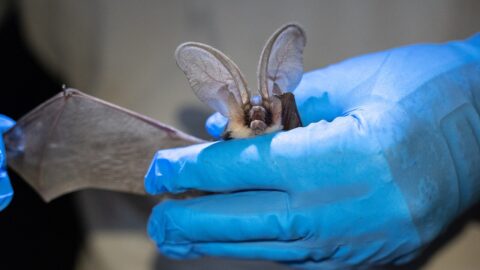Ancient Bat Specimens Help Scientists Read a Rare Species' Present