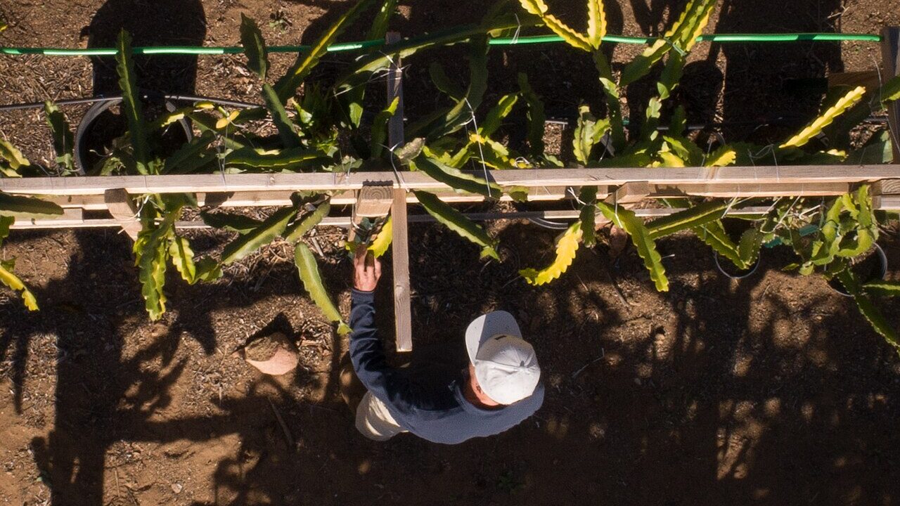 Crops Face Many Stresses at Once, and Science Should Study Them That Way