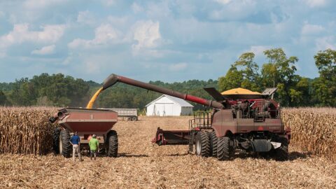 A corn harvester transferring grain to a cart during harvest