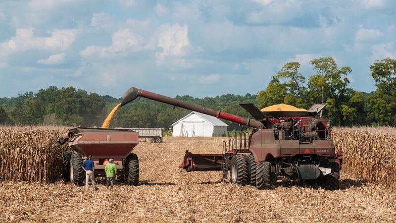 A corn harvester transferring grain to a cart during harvest