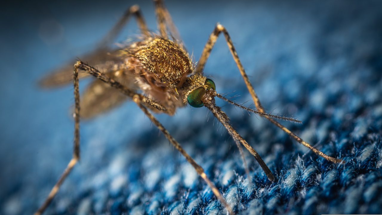 Close-up of a mosquito